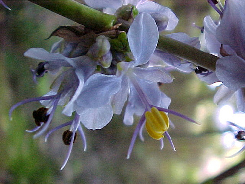 l sessiliflora